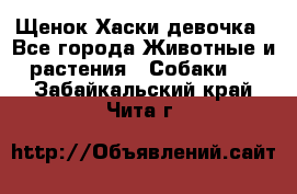 Щенок Хаски девочка - Все города Животные и растения » Собаки   . Забайкальский край,Чита г.